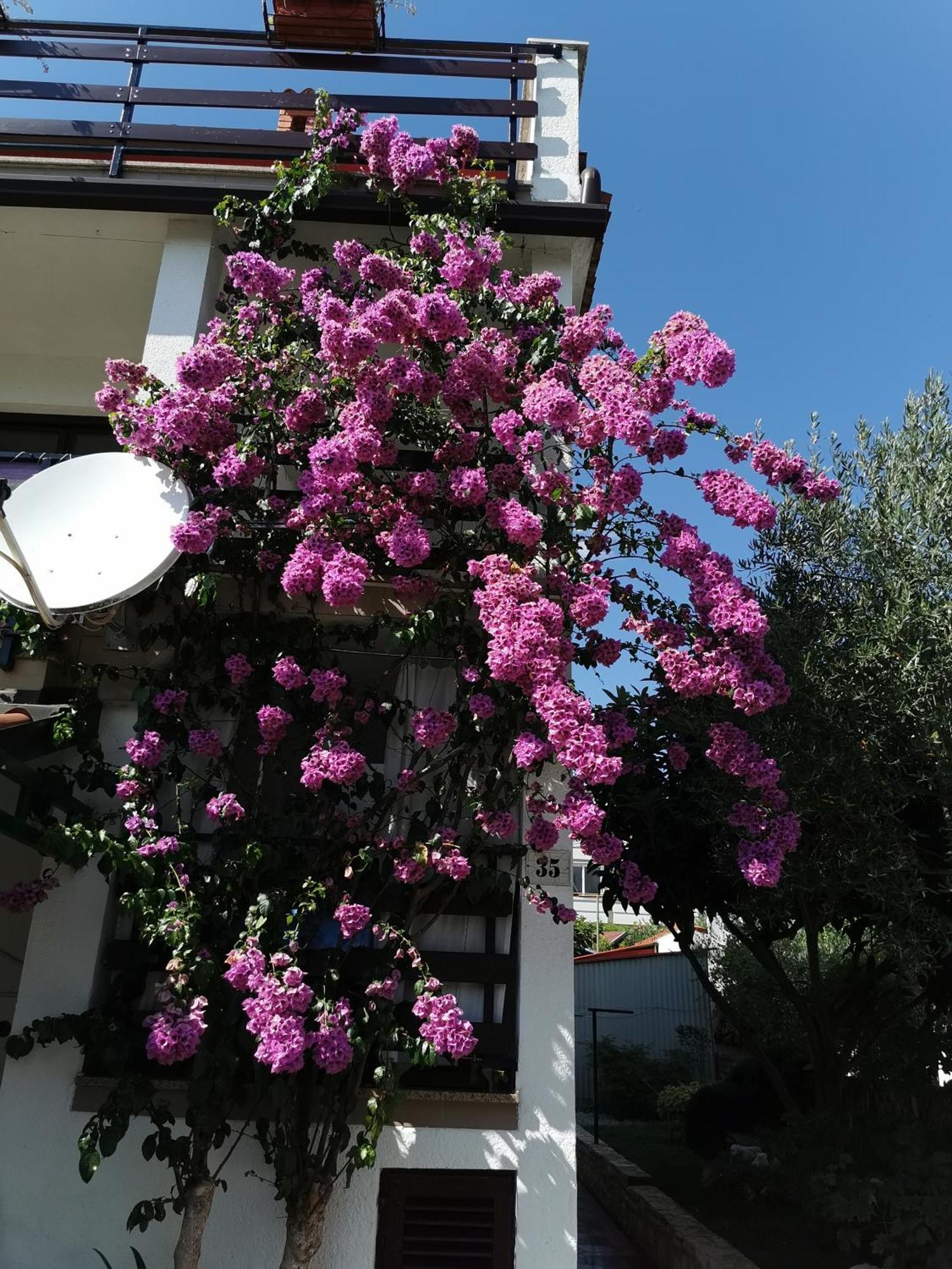 Apartments Anic Novigrad Istria Exteriér fotografie
